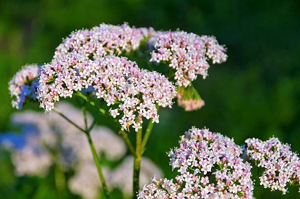 Phytoflor Valériane extrait concentré titré sesquiterpenes acide valerenique